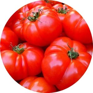 Calendario de siembra de Tomate