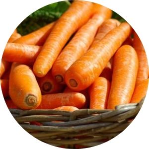 Calendario de siembra de Zanahoria