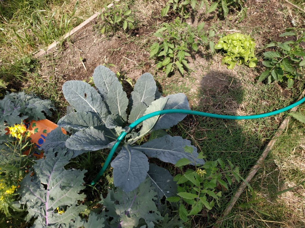 Qué necesitas para crear tu huerta o huerto urbano