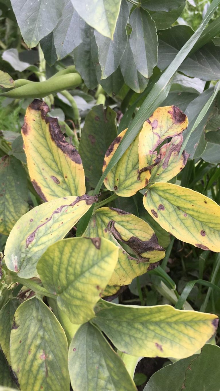 Cuidado de las plantas y control