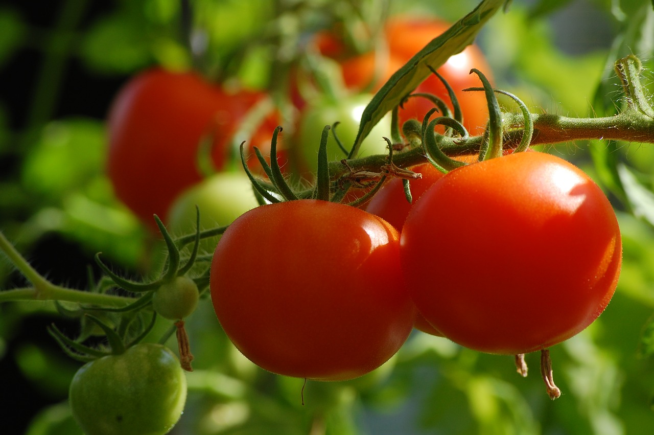 Cultivo del tomate (II)